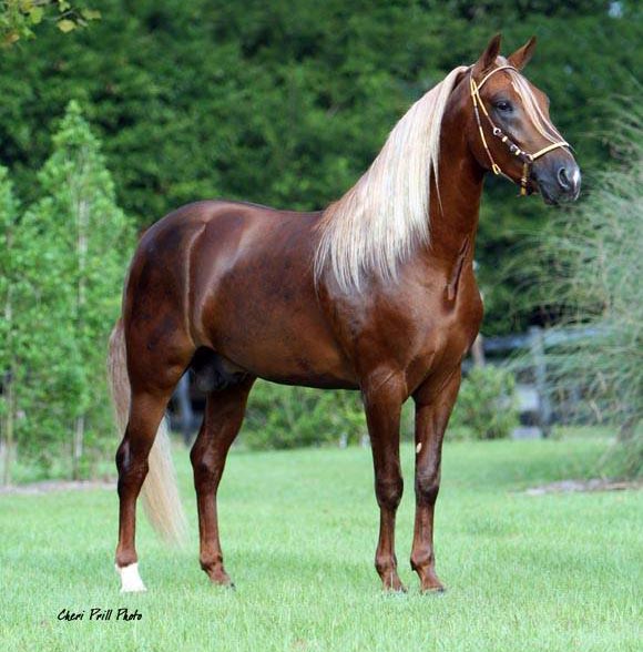 Picaflor de La Sierra - Paso Fino Horse